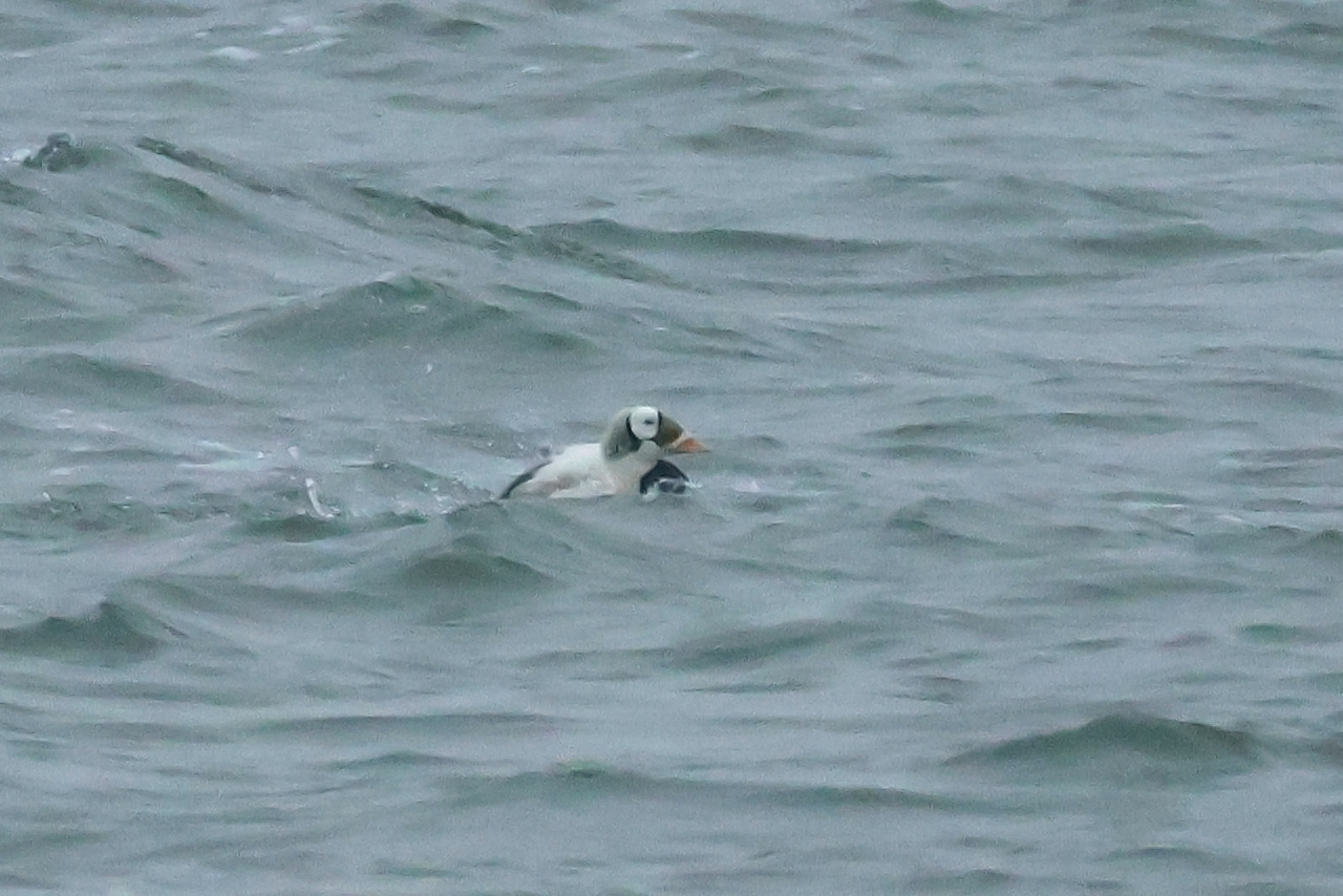 17 januari 2025, Brileider, Texel_13