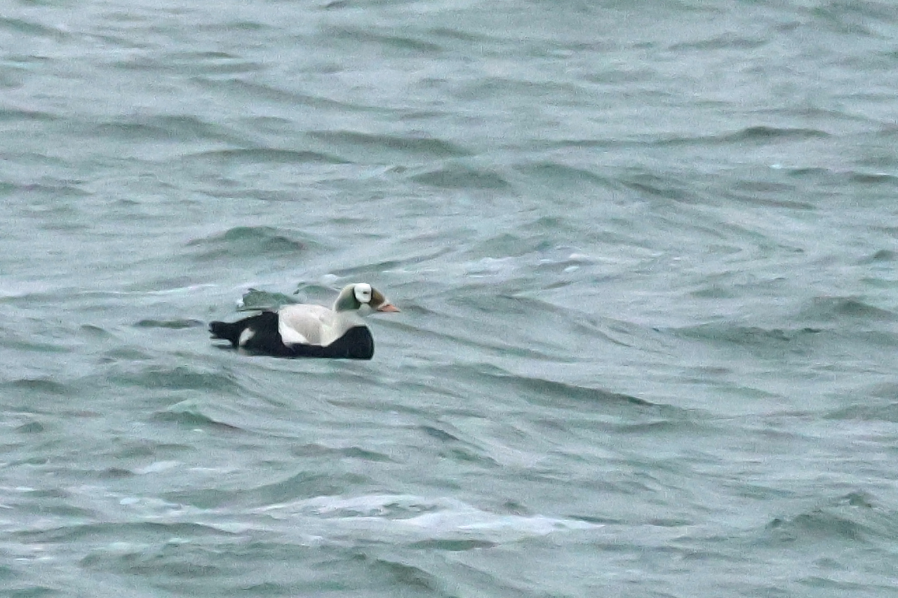 17 januari 2025, Brileider, Texel_14