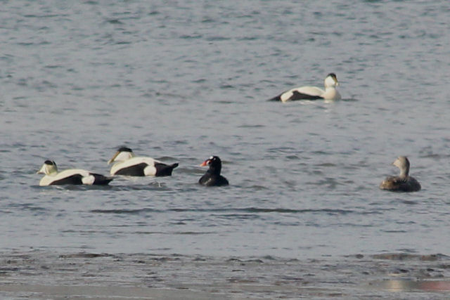 25 april 2010, Brilzeeeend, Texel_02