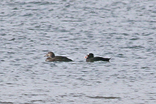 25 april 2010, Brilzeeeend, Texel_03