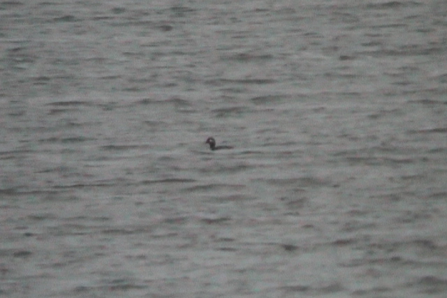 7 november 2004, Buffekopeend, Almere-2