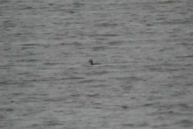 7 november 2004, Buffekopeend, Almere-2a