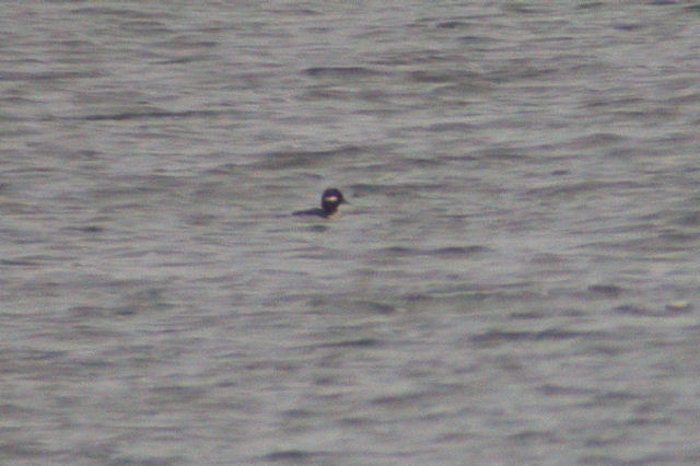 7 november 2004, Buffelkopeend, Almere