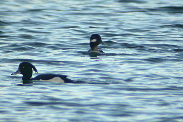 23 januari 2005, Buffelkopeend-2, Barendrecht