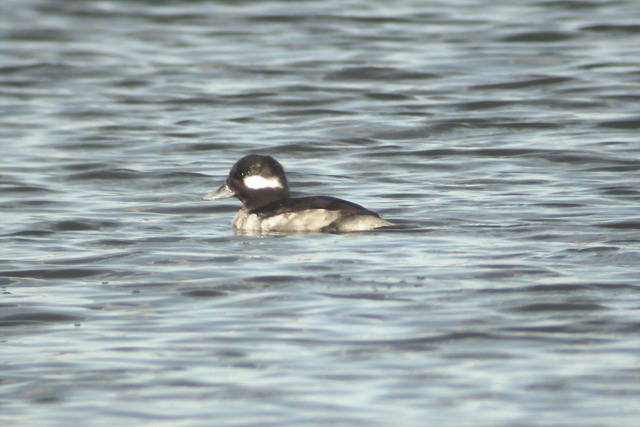 23 januari 2005, Buffelkopeend, Barendrecht_02