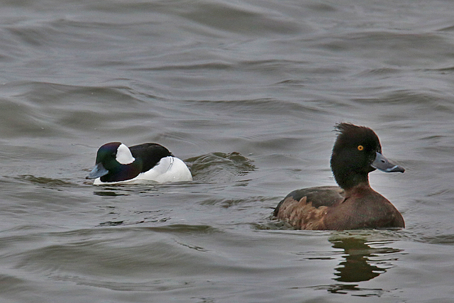 20 maart 2016, Buffelkopeend, Den Oever