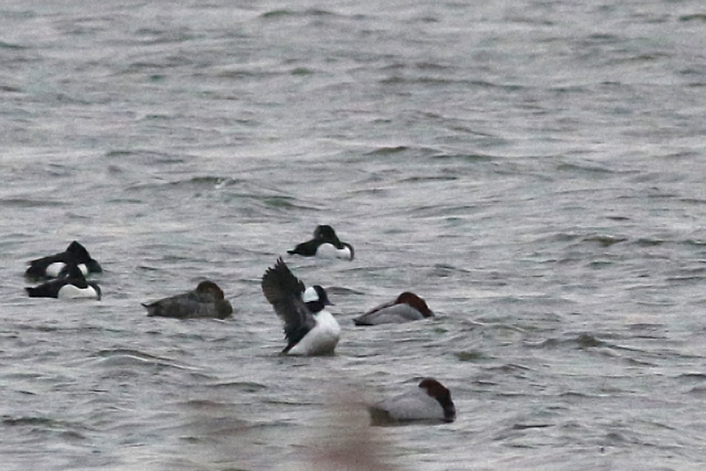 25 februari 2017, Buffelkopeend, Den Oever