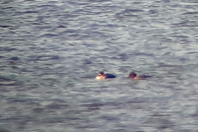 2 september 2018, Buffelkopeend, Vlinderbalg_Niet-Aanvaard