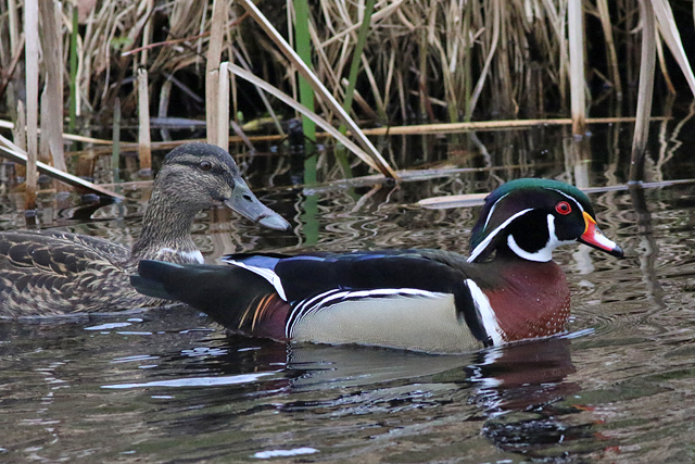 15 april 2023, Carolina-eend, Huis ter Heide