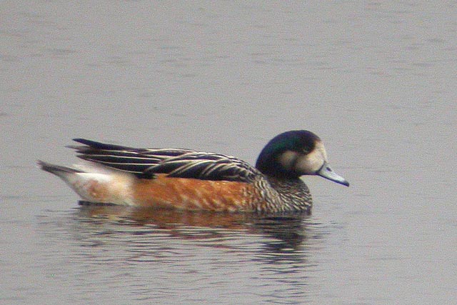 14 juli 2004, Chileense Smient, Diependal