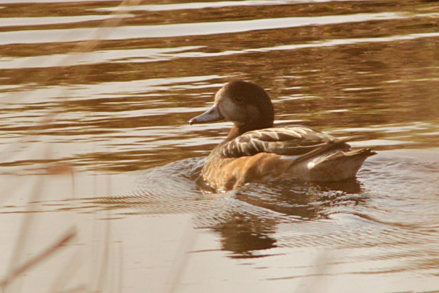 17 april 2013, Chileense Smient, Fochteloerveen_01