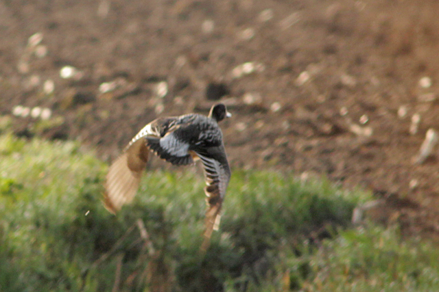 17 april 2013, Chileense Smient, Fochteloerveen_02