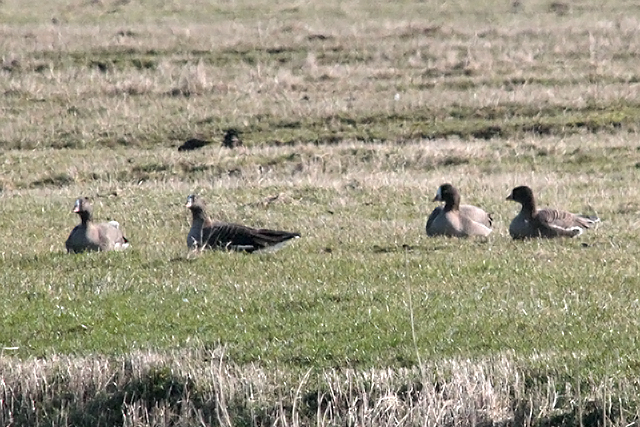 11 maart 2012, Dwerganzen, 2_Tibma