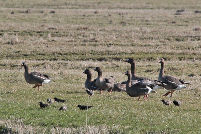 11 maart 2012, Dwerganzen, Tibma_3