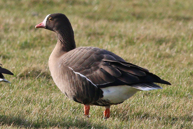 23 februari 2021, Dwerggans, Petten