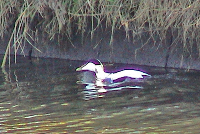 29 oktober 2003, Eider, Drentse Hoofdvaart