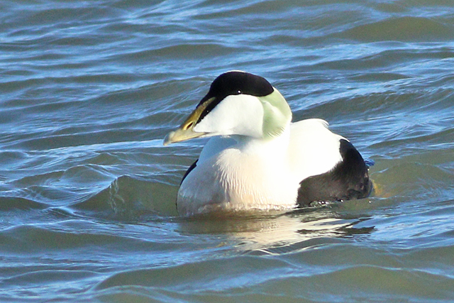19 januari 2024, Eider, Lauwersoog