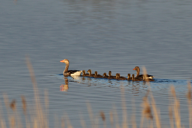 9 mei 2020, Grauwe Gans, Lauwersmeer
