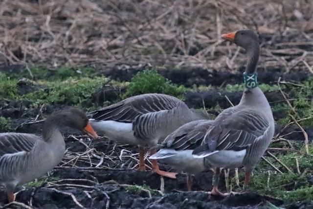 2 januari 2022, Grauwe Gans G-XS, Hunzedal