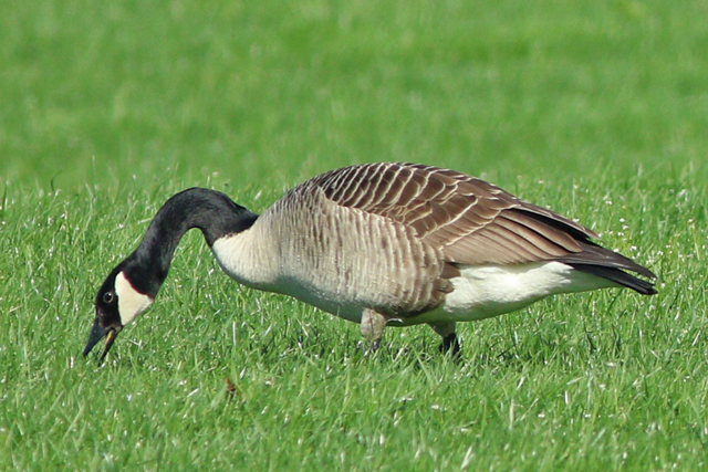 6 april 2024, Grote Canadese Gans, 01_Weperpolder