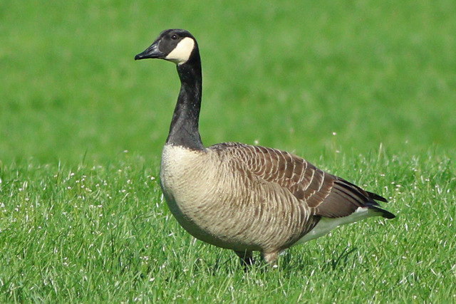20240406 Grote Canadese Gans 02 Weperpolder
