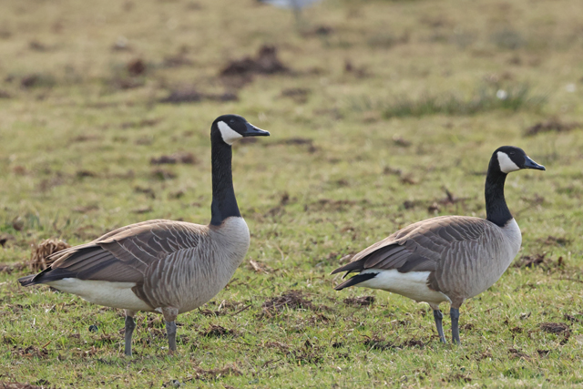 29 maart 2025, Grote Canadese Gans, Onnerpolder