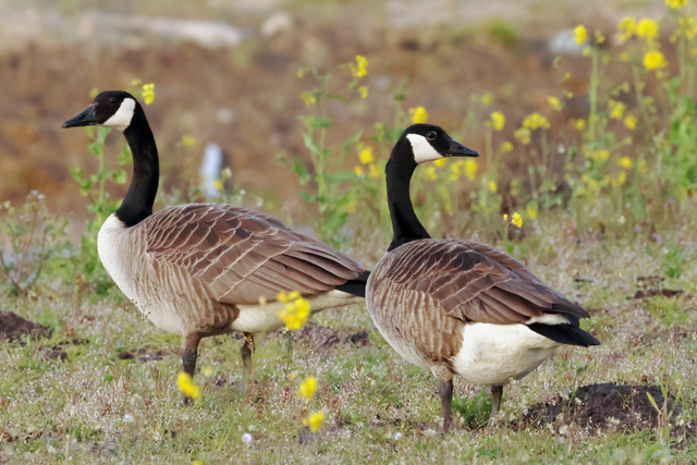 20 april 2025, Grote Canadese Gans, Fochteloerveen