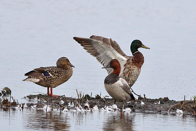 3 juni 2024, Grote Tafeleend, Vogelplas Starrevaart_01