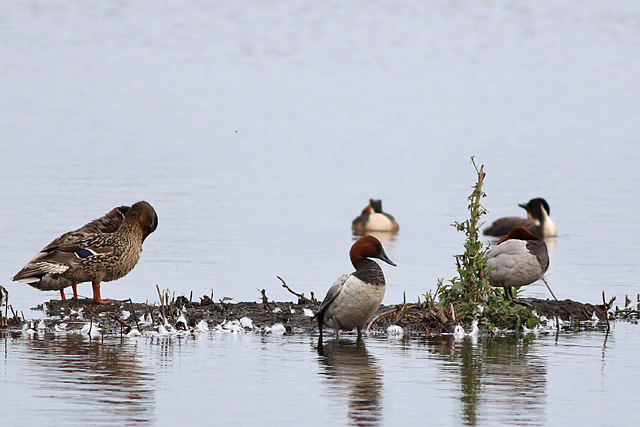 3 juni 2024, Grote Tafeleend, Vogelplas Starrevaart_03