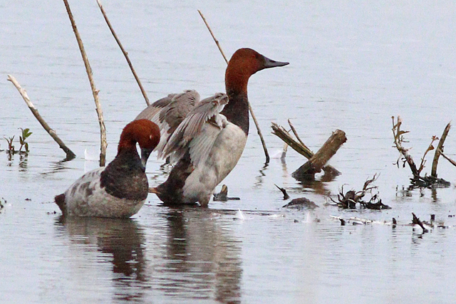 3 juni 2024, Grote Tafeleend, Vogelplas Starrevaart_04