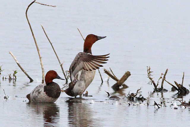 3 juni 2024, Grote Tafeleend, Vogelplas Starrevaart_05