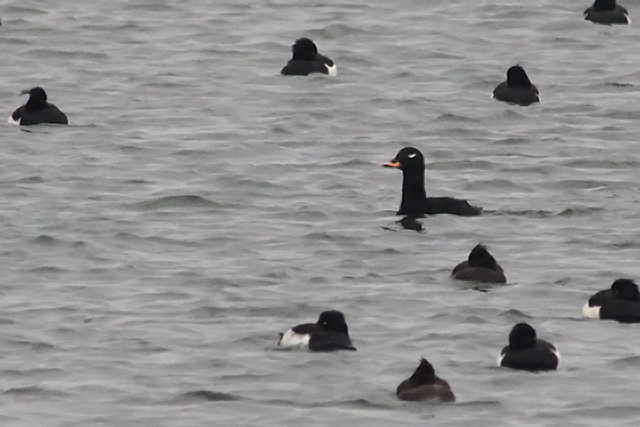 28 november 2014, Grote Zee-eend, Almere