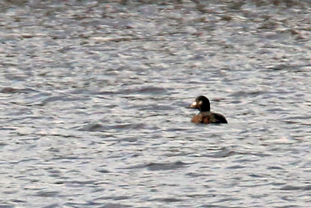 2 maart 2019, Grote, Zeeëend_Zandgat-Beilen