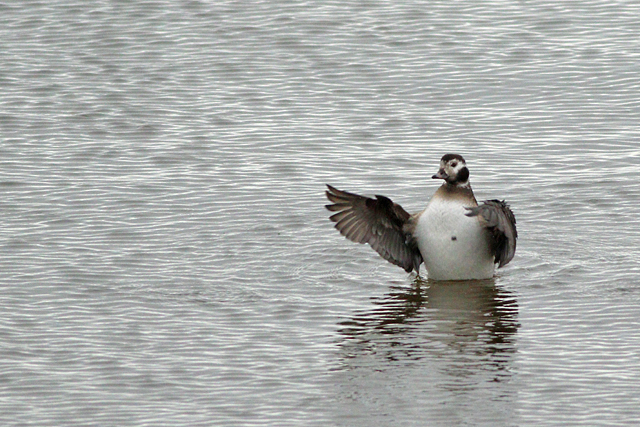 13 januari 2024, IJseend, Kornwerderzand - IJsselmeerkant_02