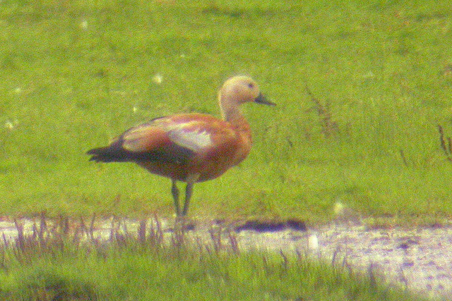 28 augustus 2005, Kaapse Casarca, Lauwersmeer