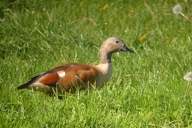 5 oktober 2005, Kaapse Casarca, Texel
