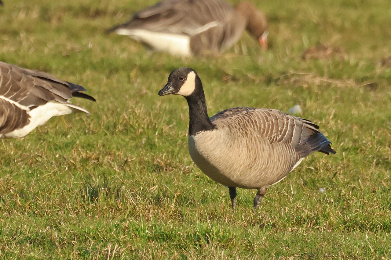 2 maart 2025, Hutchins Canadese Gans, Tersoal-Lage Hooilanden_01