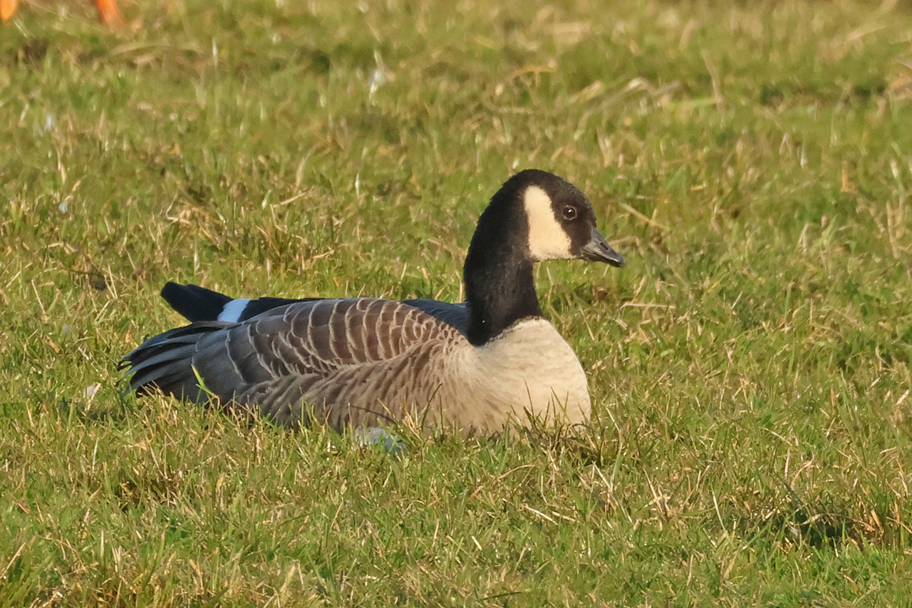 20250302 Hutchins Canadese Gans Tersoal Lage Hooilanden 02
