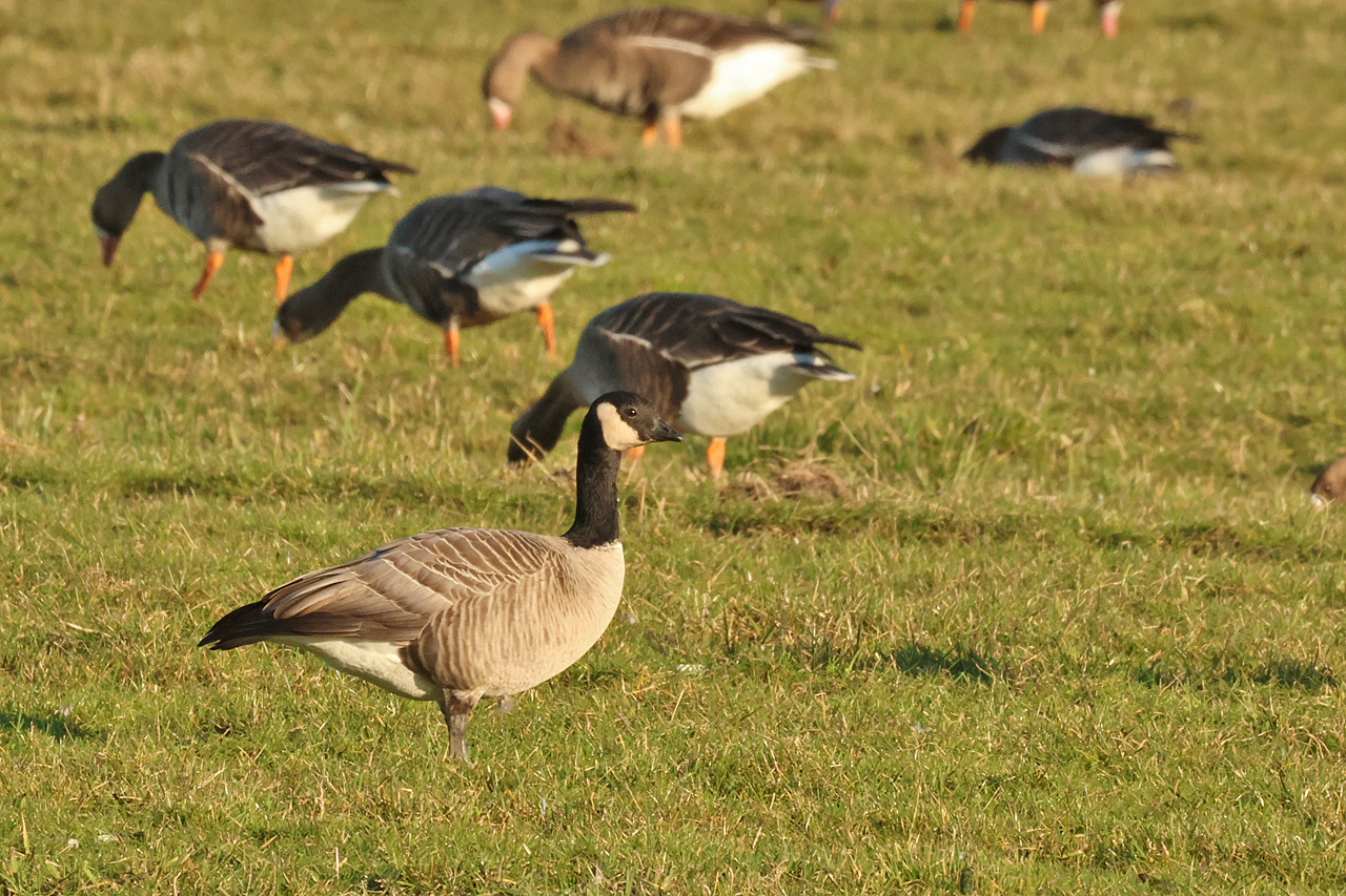 2 maart 2025, Hutchins Canadese Gans, Tersoal-Lage Hooilanden_03