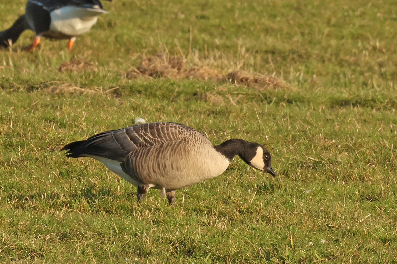 2 maart 2025, Hutchins Canadese Gans, Tersoal-Lage Hooilanden_04