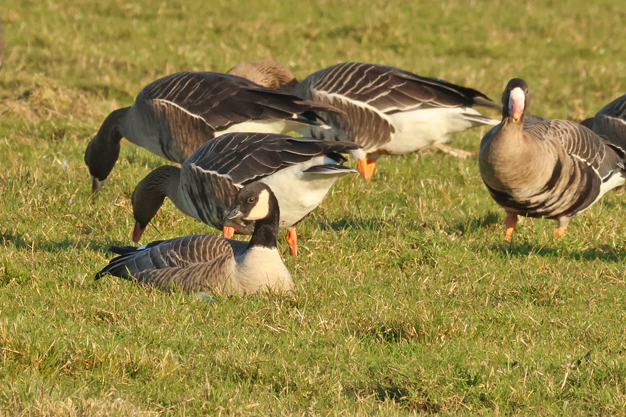 20250302 Hutchins Canadese Gans Tersoal Lage Hooilanden 05