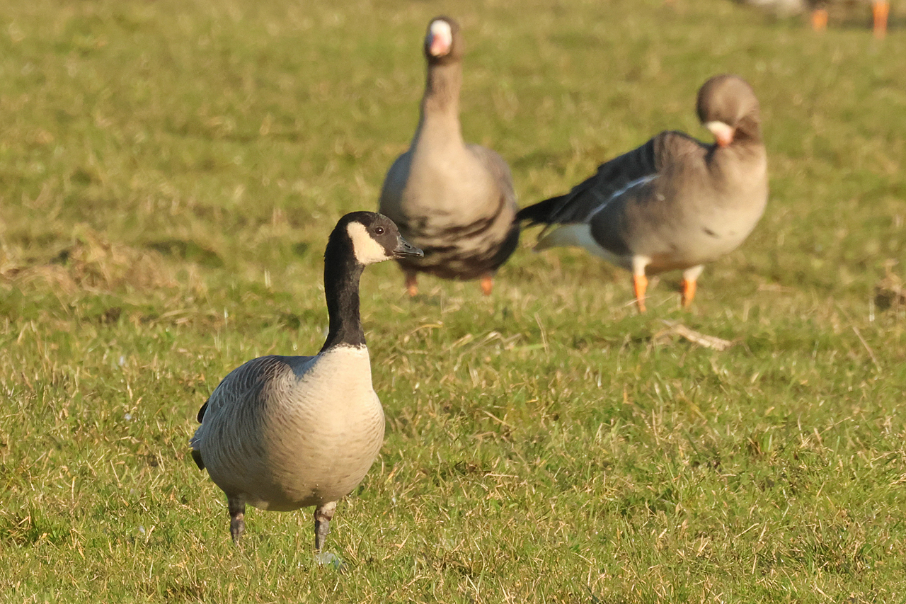 2 maart 2025, Hutchins Canadese Gans, Tersoal-Lage Hooilanden_06