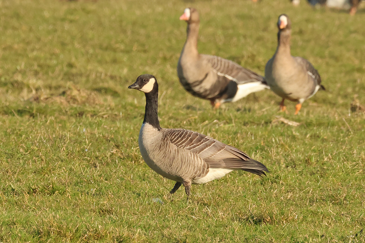 2 maart 2025, Hutchins Canadese Gans, Tersoal-Lage Hooilanden_07