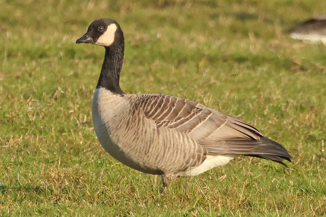 2 maart 2025, Hutchins Canadese Gans, Tersoal-Lage Hooilanden_08