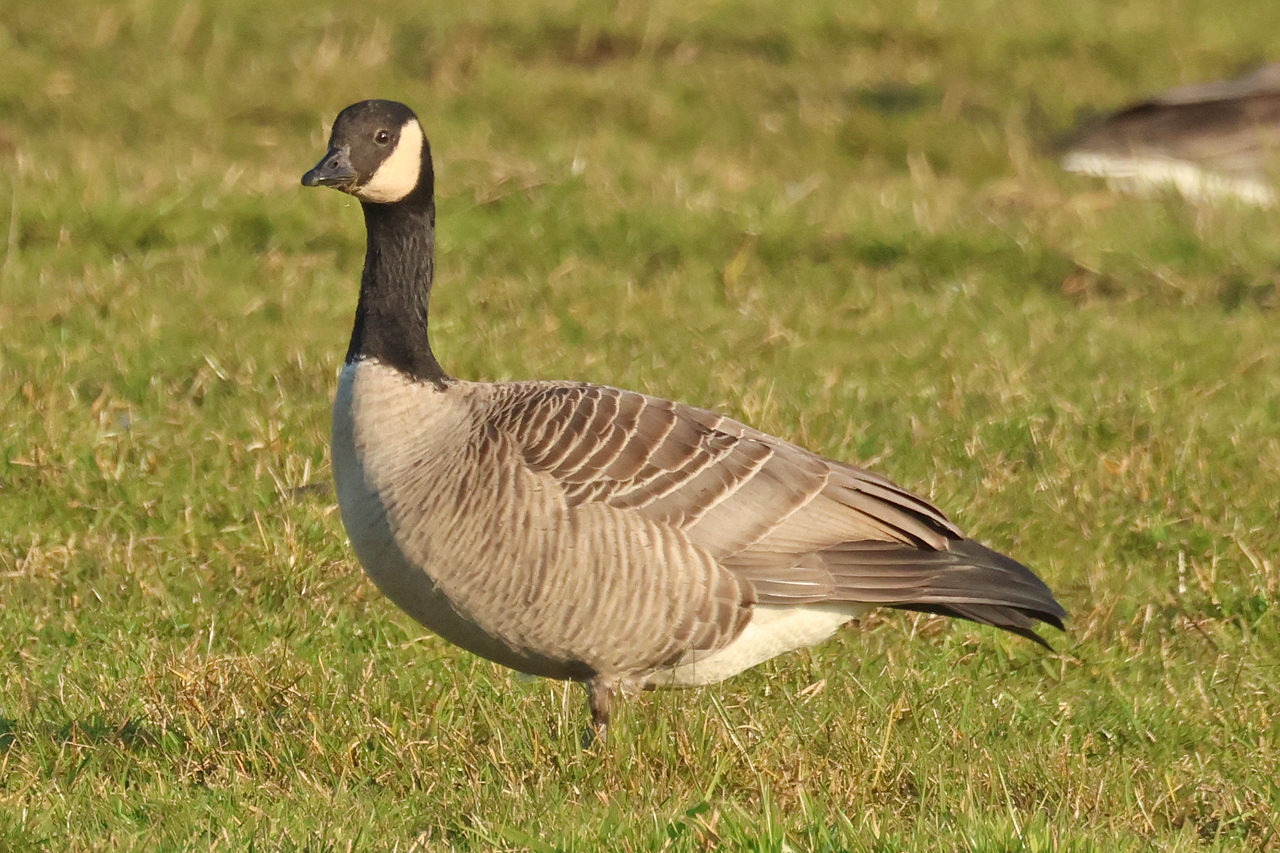 20250302 Hutchins Canadese Gans Tersoal Lage Hooilanden 09