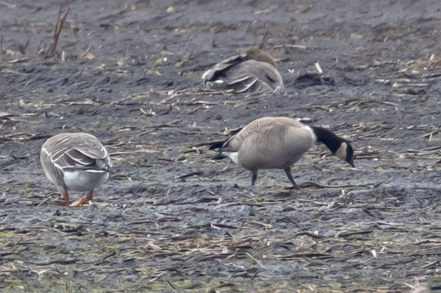 21 februari 2026, Hutchins Canadese Gans, 01_Onstwedde