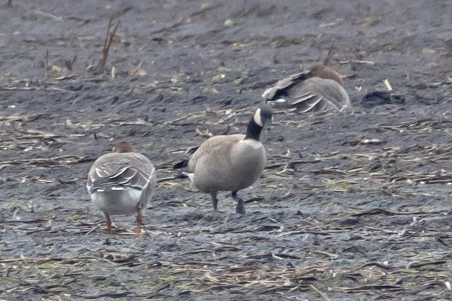 21 februari 2026, Hutchins Canadese Gans, 02_Onstwedde