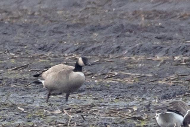 21 februari 2026, Hutchins Canadese Gans, 03_Onstwedde