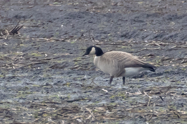 21 februari 2026, Hutchins Canadese Gans, 04_Onstwedde