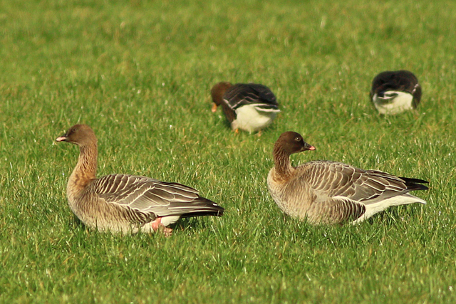 13 januari 2024, Kleine Rietgans, Tsjaardijk